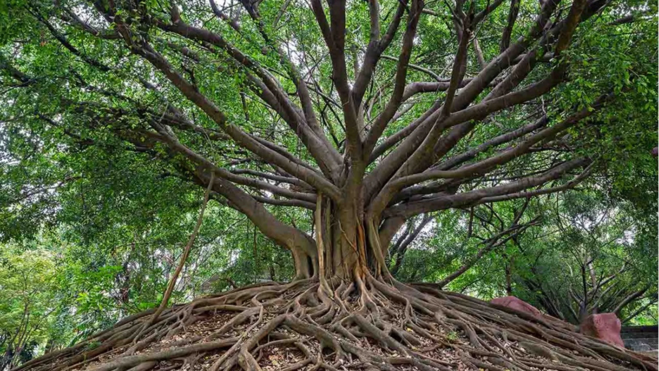 Construindo a Arquitetura de Valor Corporativo: Uma Abordagem Holística